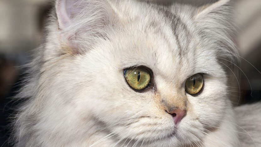 gatos british