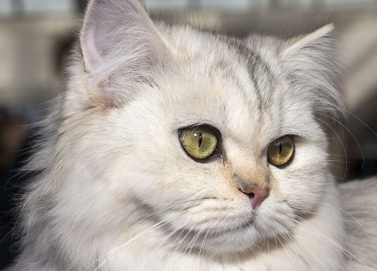 Características de los British: el gato cariñoso perfecto para tu hogar 2 Gato British Longhair golden con pelaje semilargo del criadero MiauKolor España