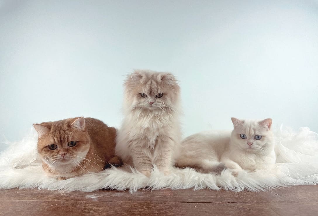 Características de los British: el gato cariñoso perfecto para tu hogar 1 Gato British Shorthair mostrando sus características: cabeza redondeada, cuerpo robusto y pelaje denso