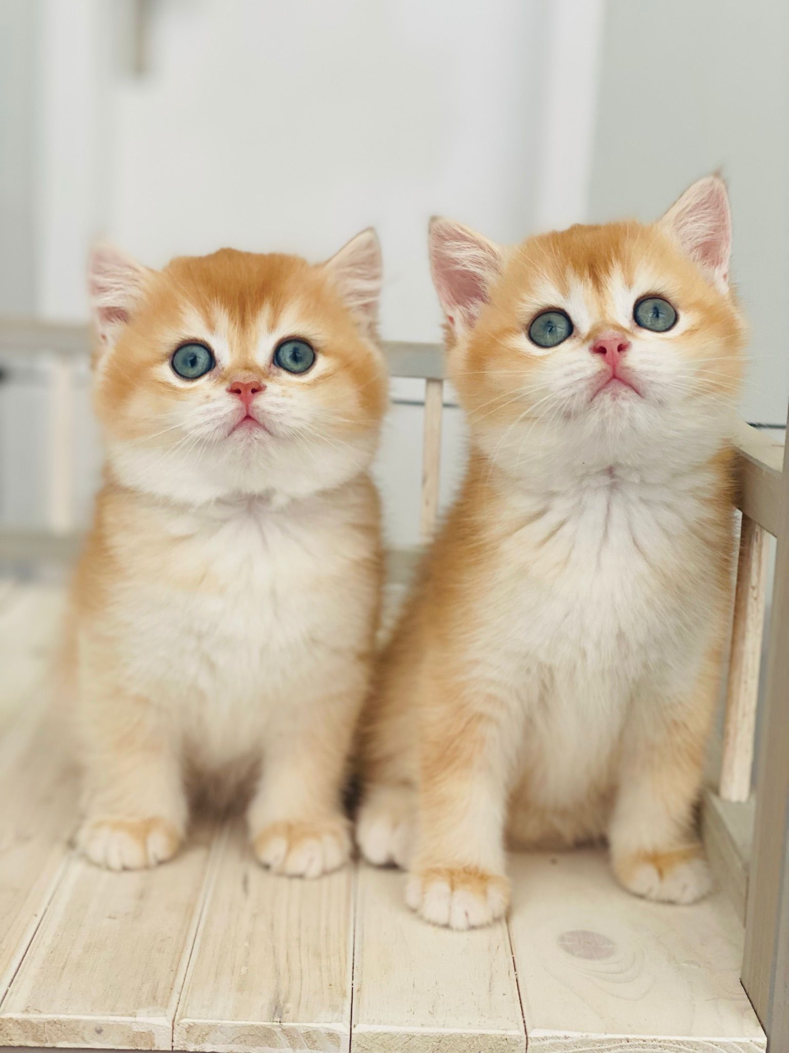 ¿Cuánto cuesta un gato British? 1 gatos british