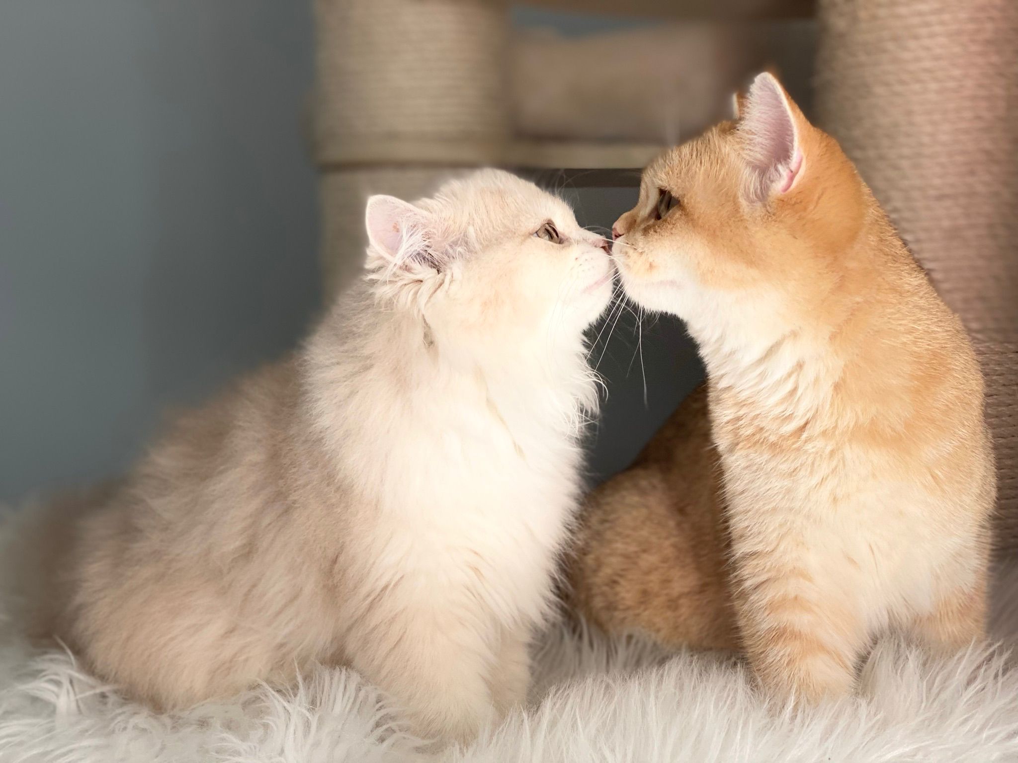 Gatito British Shorthair golden, precio real de compra en criadero MiauKolor España