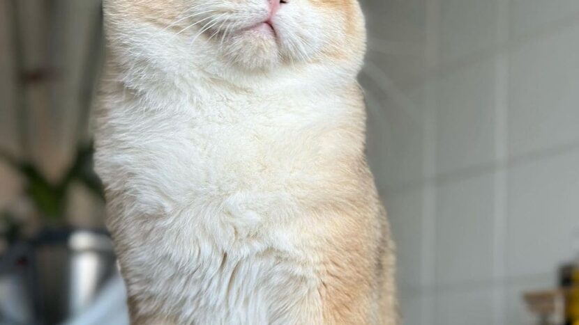 Gato British Golden de Ojos verdes sentando
