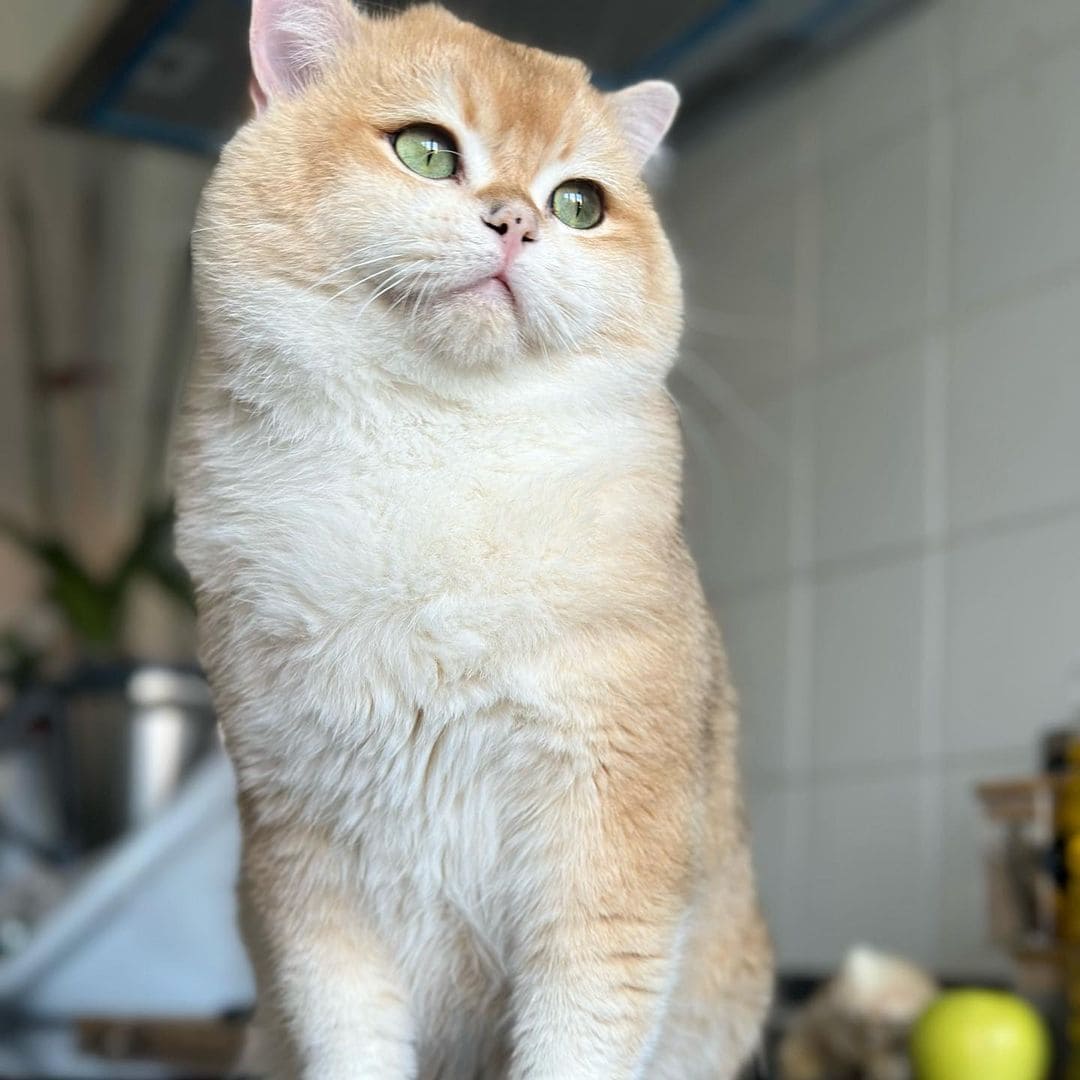Gato British Golden de Ojos verdes sentando
