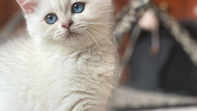 Gatito British Ojos Azules
