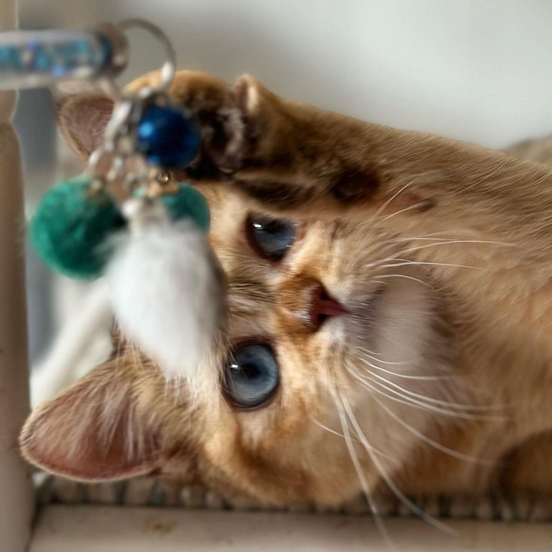 Gato british golden de ojos azules jugando con un juguete