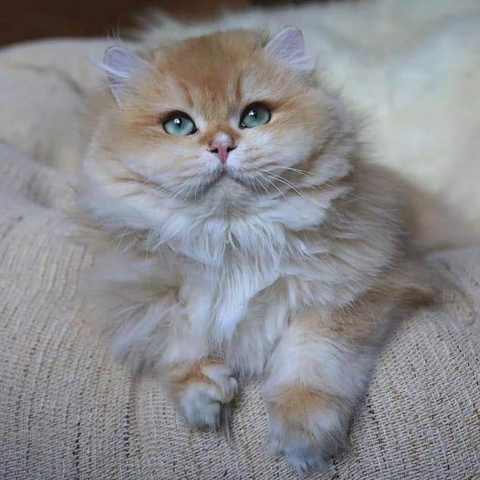 Gato british Longhair golden de ojos verdes echado