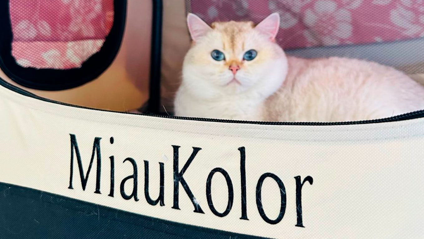 Gato British en su camita de Miau Kolor