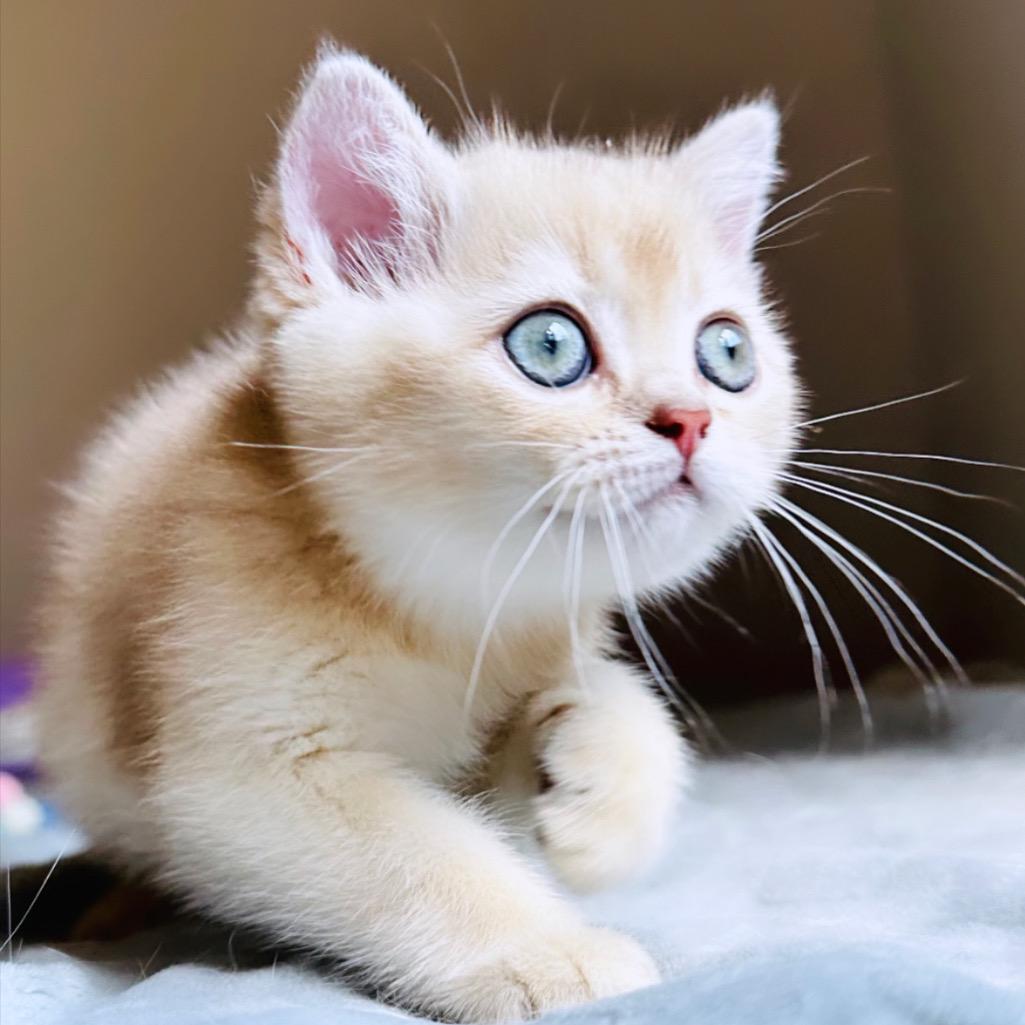 Criadero de gatos british España, la mejor genetica