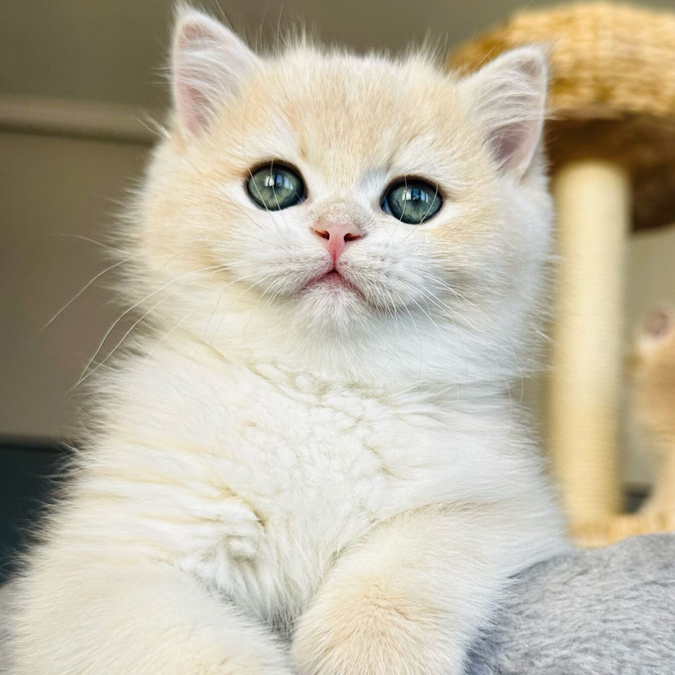 El baño de los gatos British y la higiene ocular 1