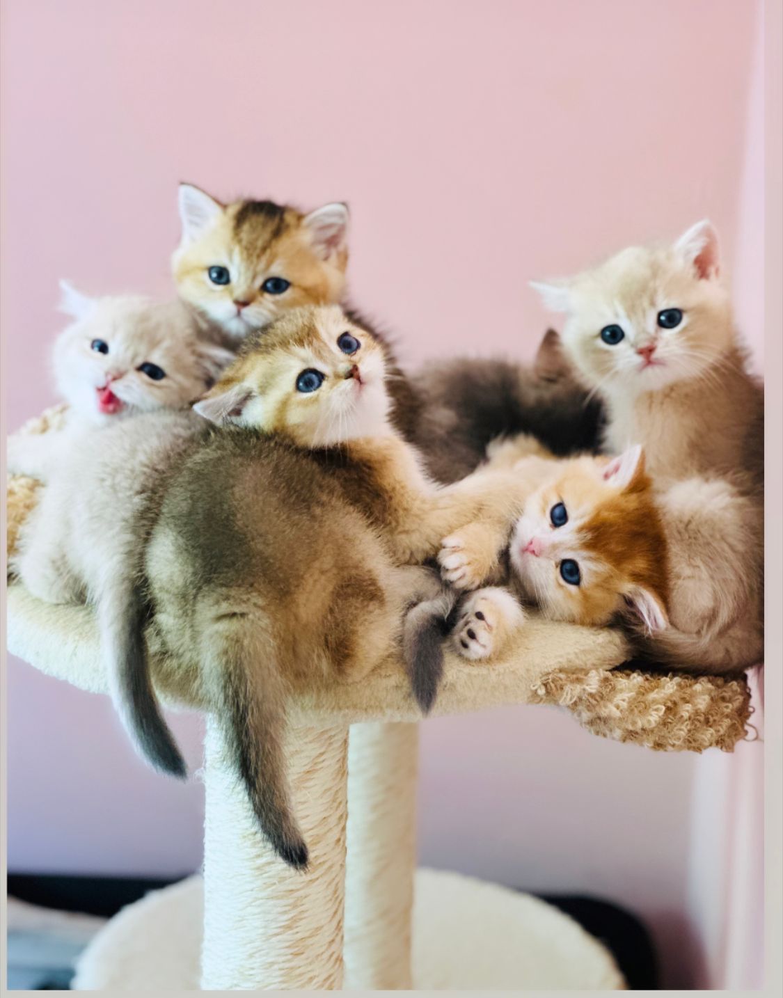 El baño de los gatos British y la higiene ocular 2