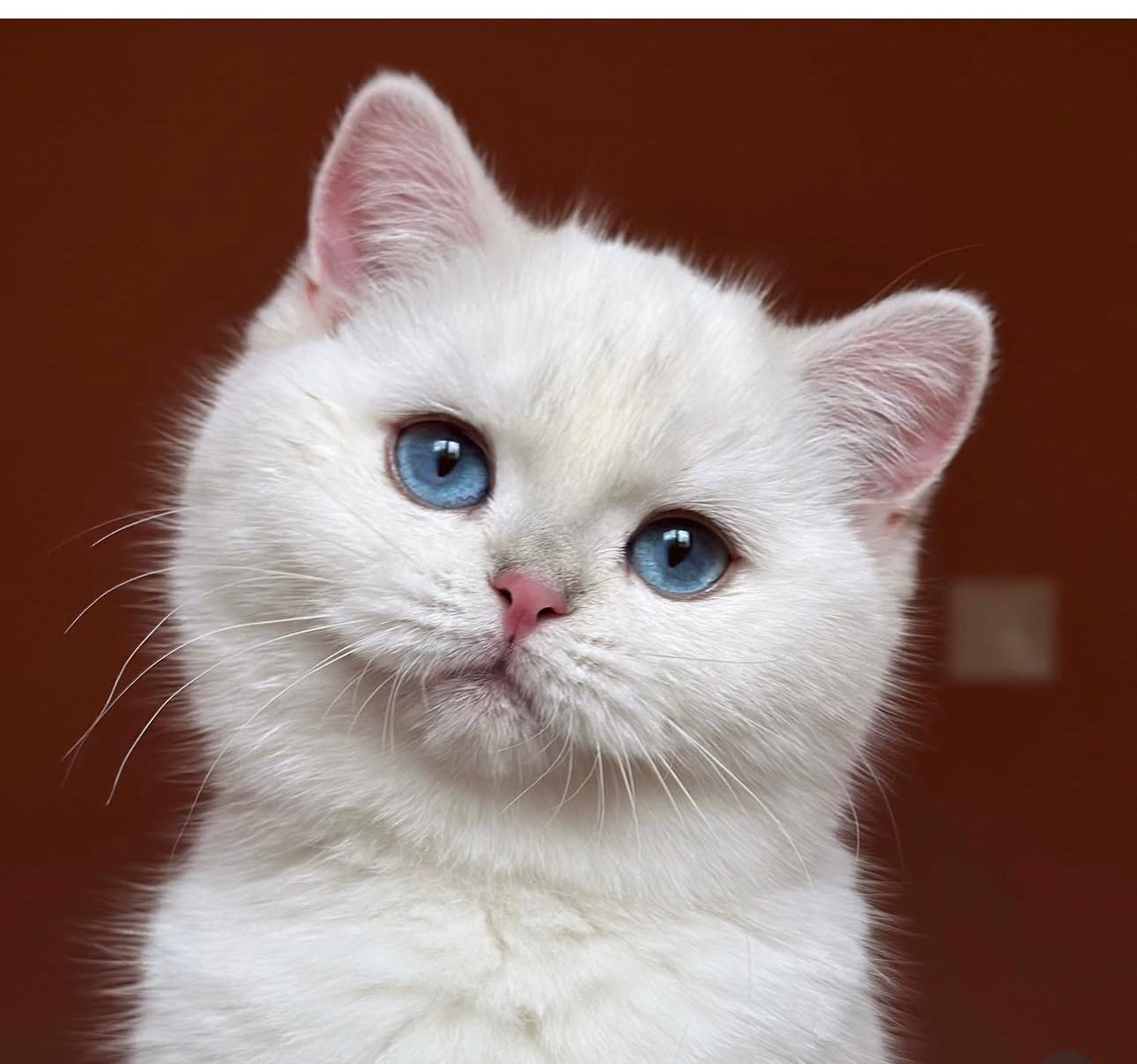 Todo lo que necesitas saber sobre los gatos British 2