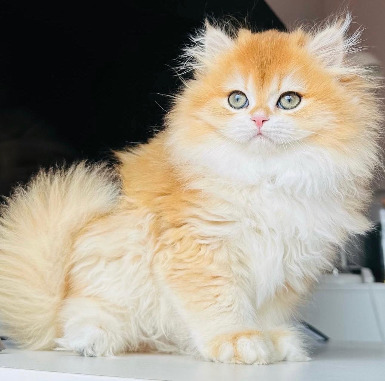 Gatito British Shorthair golden disponible para adopción en Barcelona desde el criadero MiauKolor
