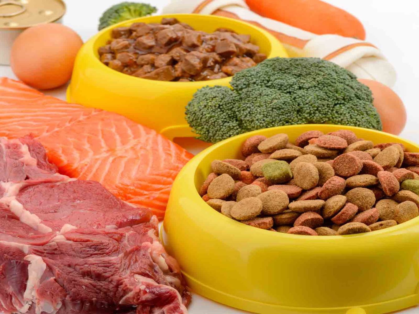 alimentacion-comida-gatos-british-shorthair