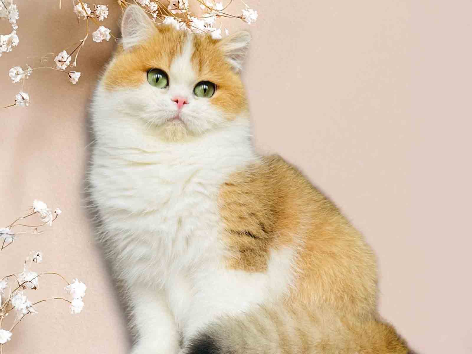 apariencia-fisica-gatos-british-shorthair apariencia-fisica-gatos-british-shorthair