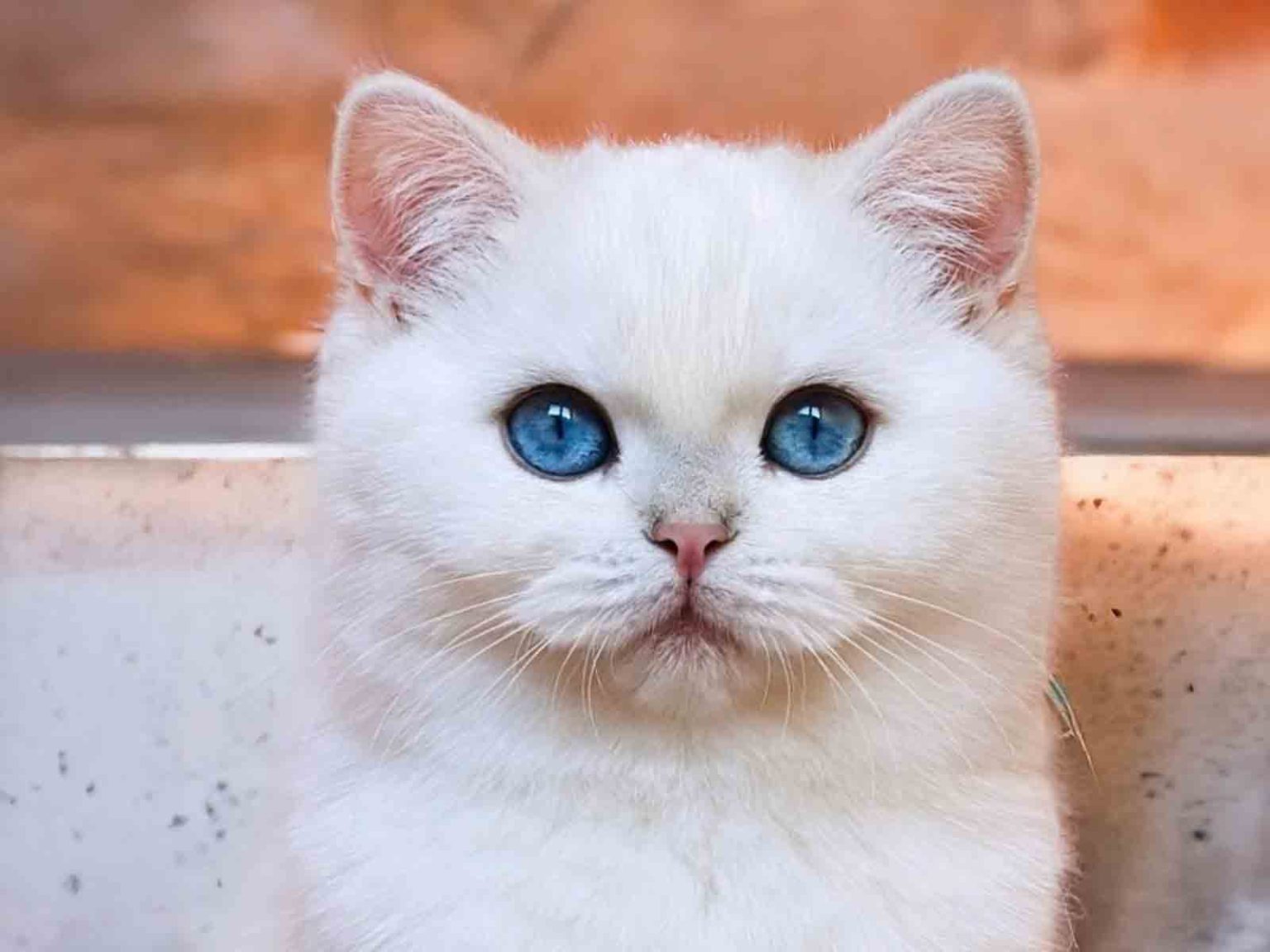 Historia de los gatos británicos de pelo corto