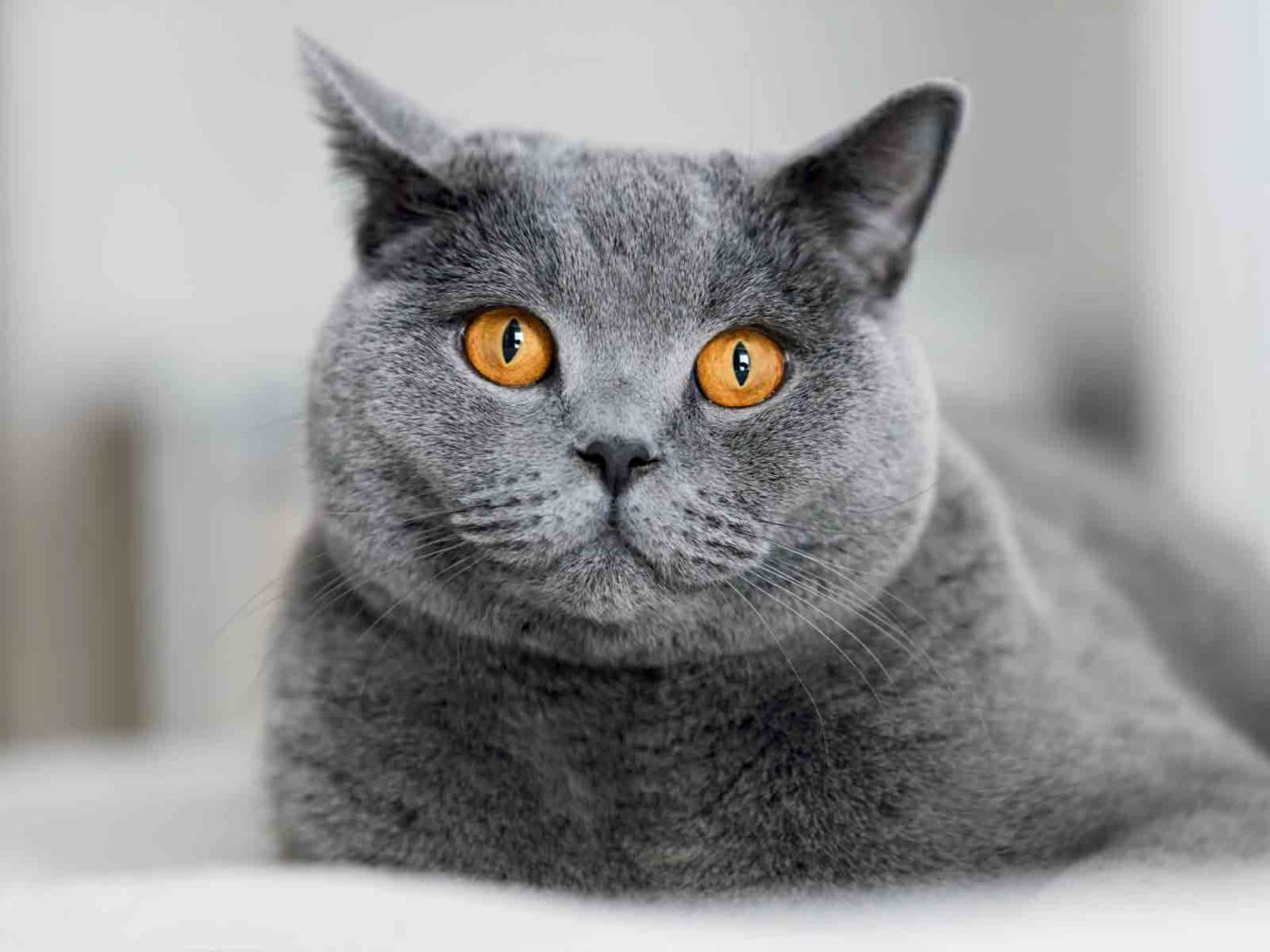 colores gatos british shorthair