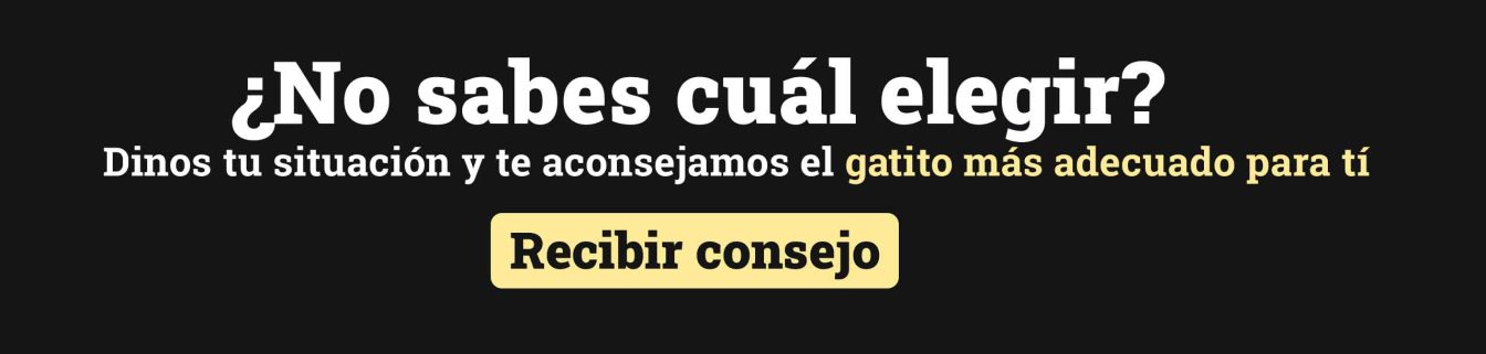 comprar gatos british shorthair y longhair