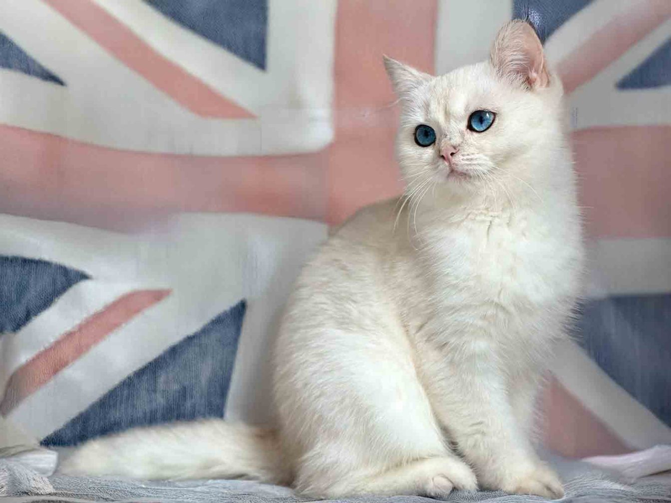 historia-y-origen-de-los-gatos-british-shorthair