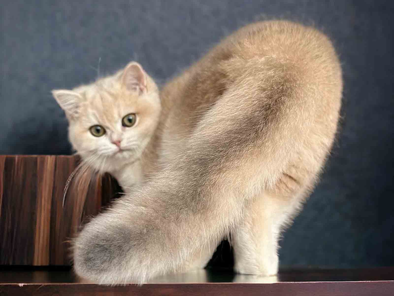 Historia del gato British Shorthair Historia del gato British Shorthair