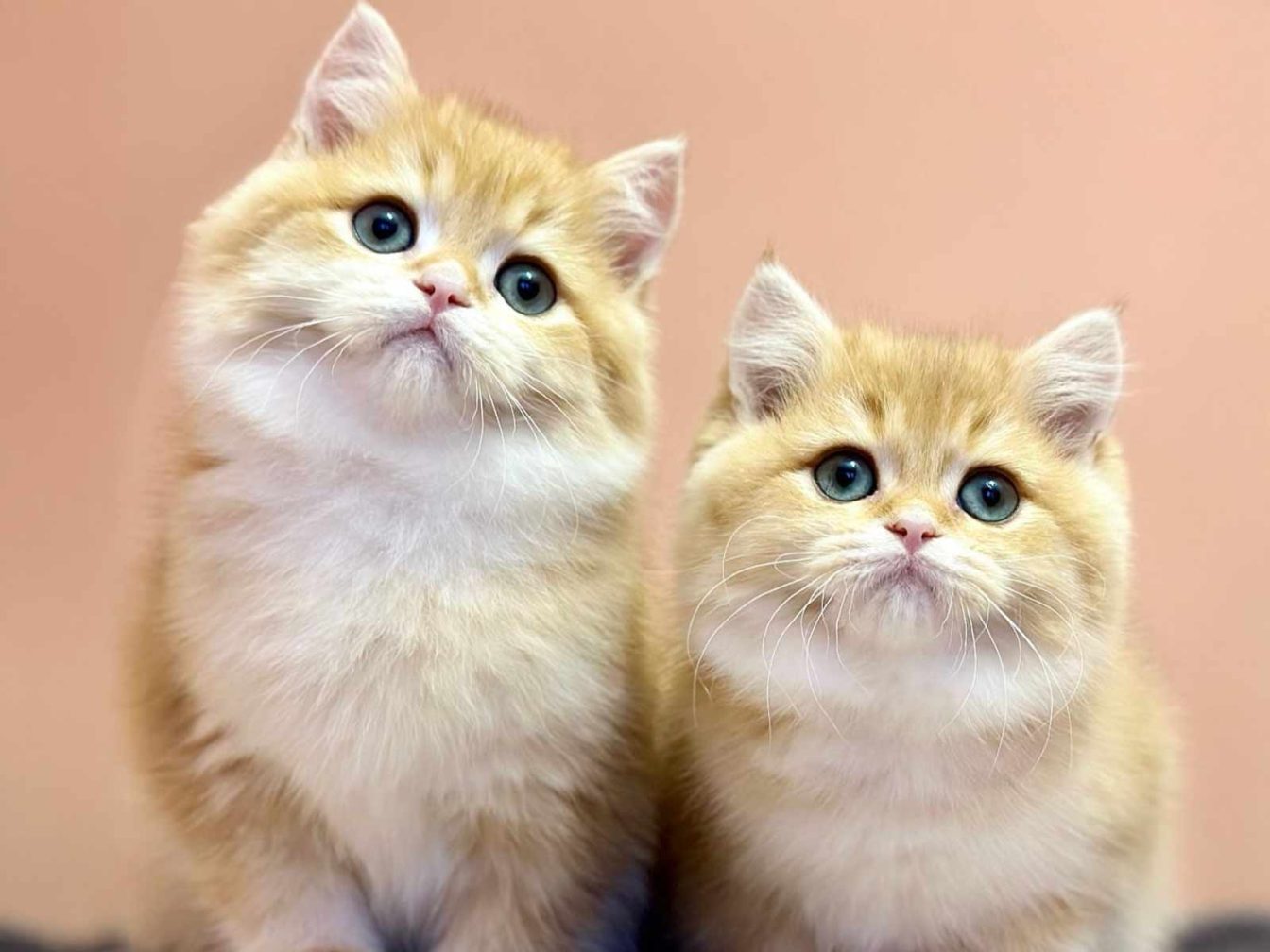 raza de gatos british black golden