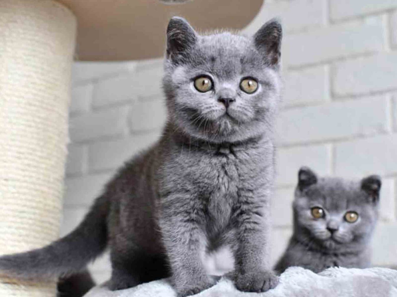 raza de gatos british blue