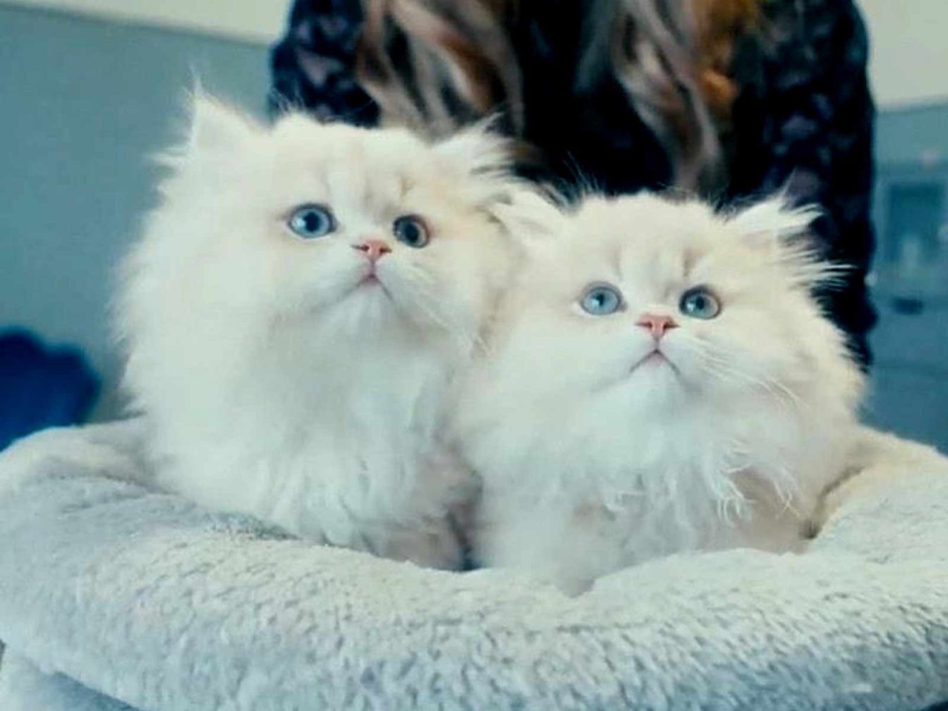 raza de gatos blue golden