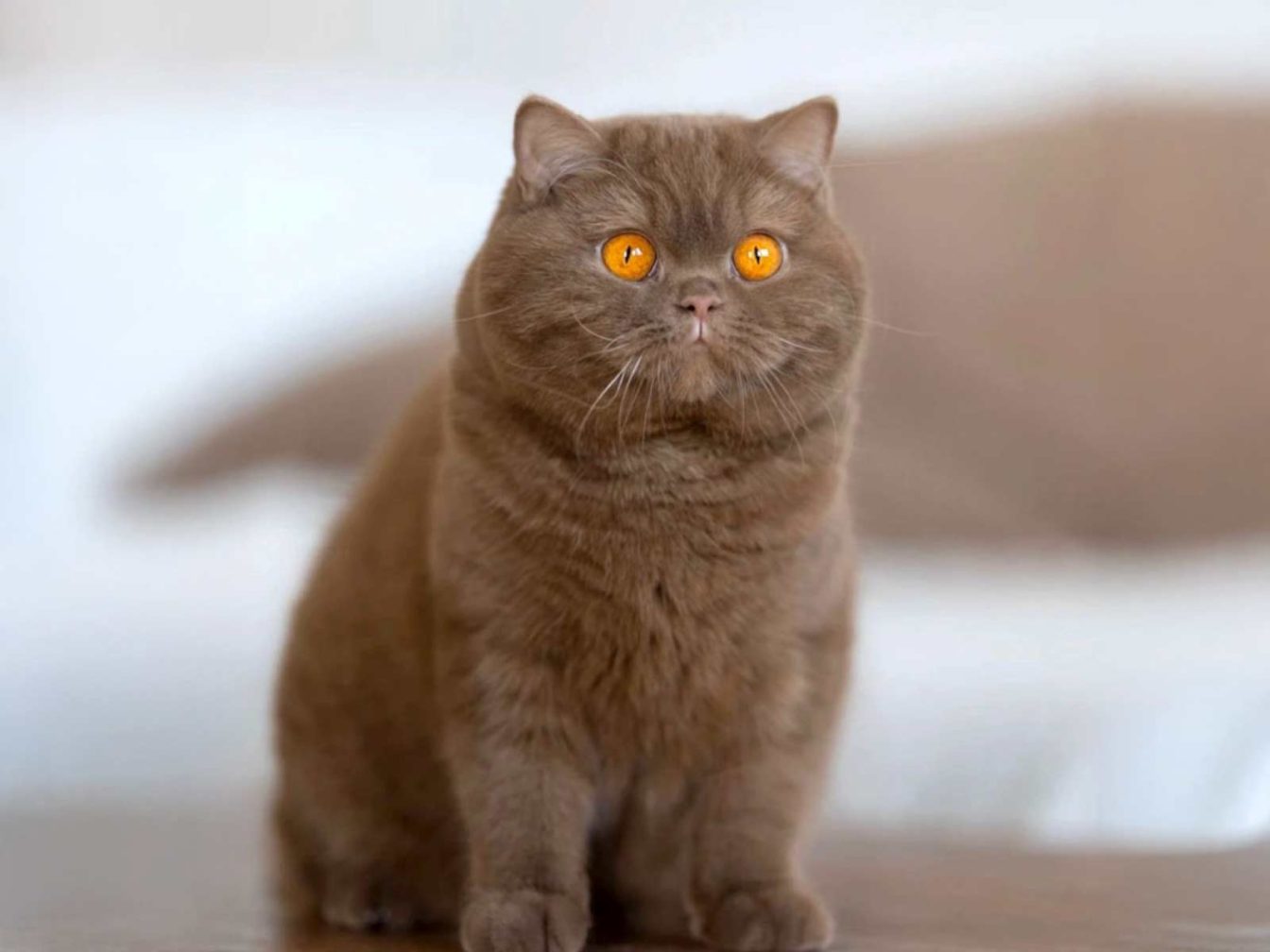 raza de gatos british chocolate