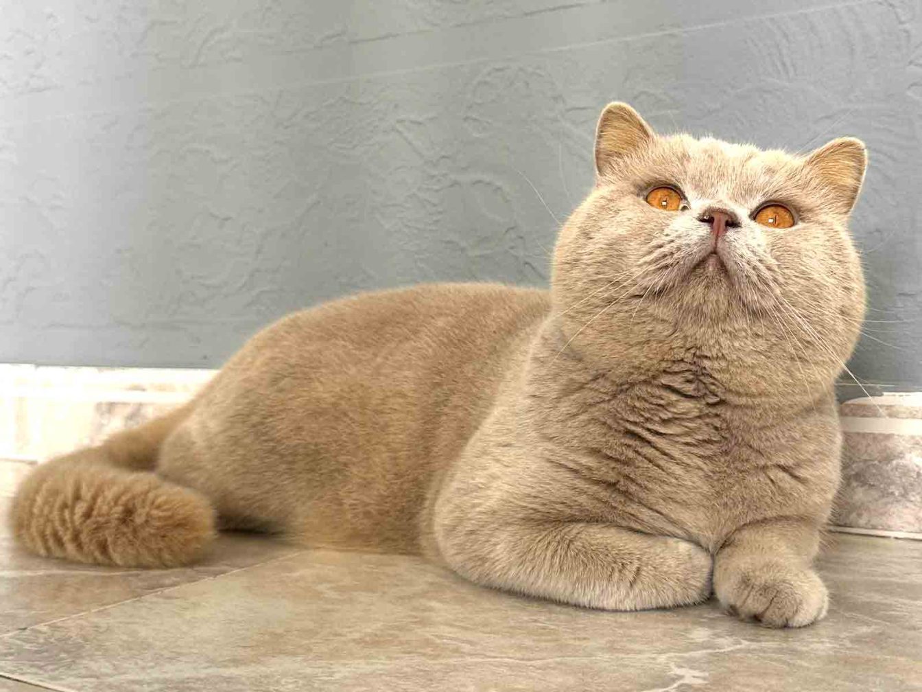 raza de gatos british fawn