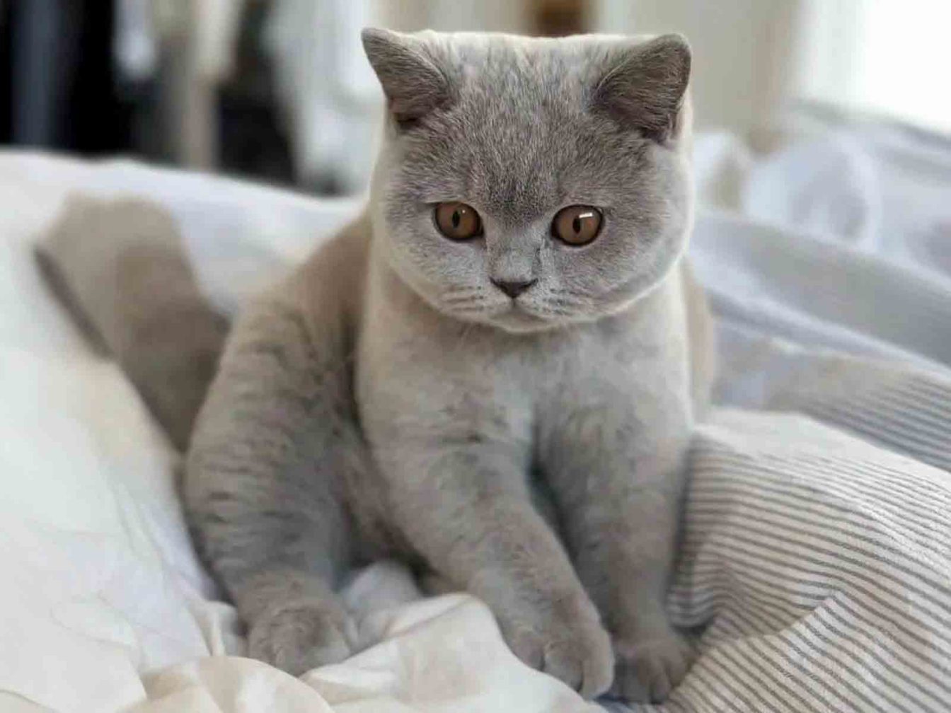 raza de gatos british lilac