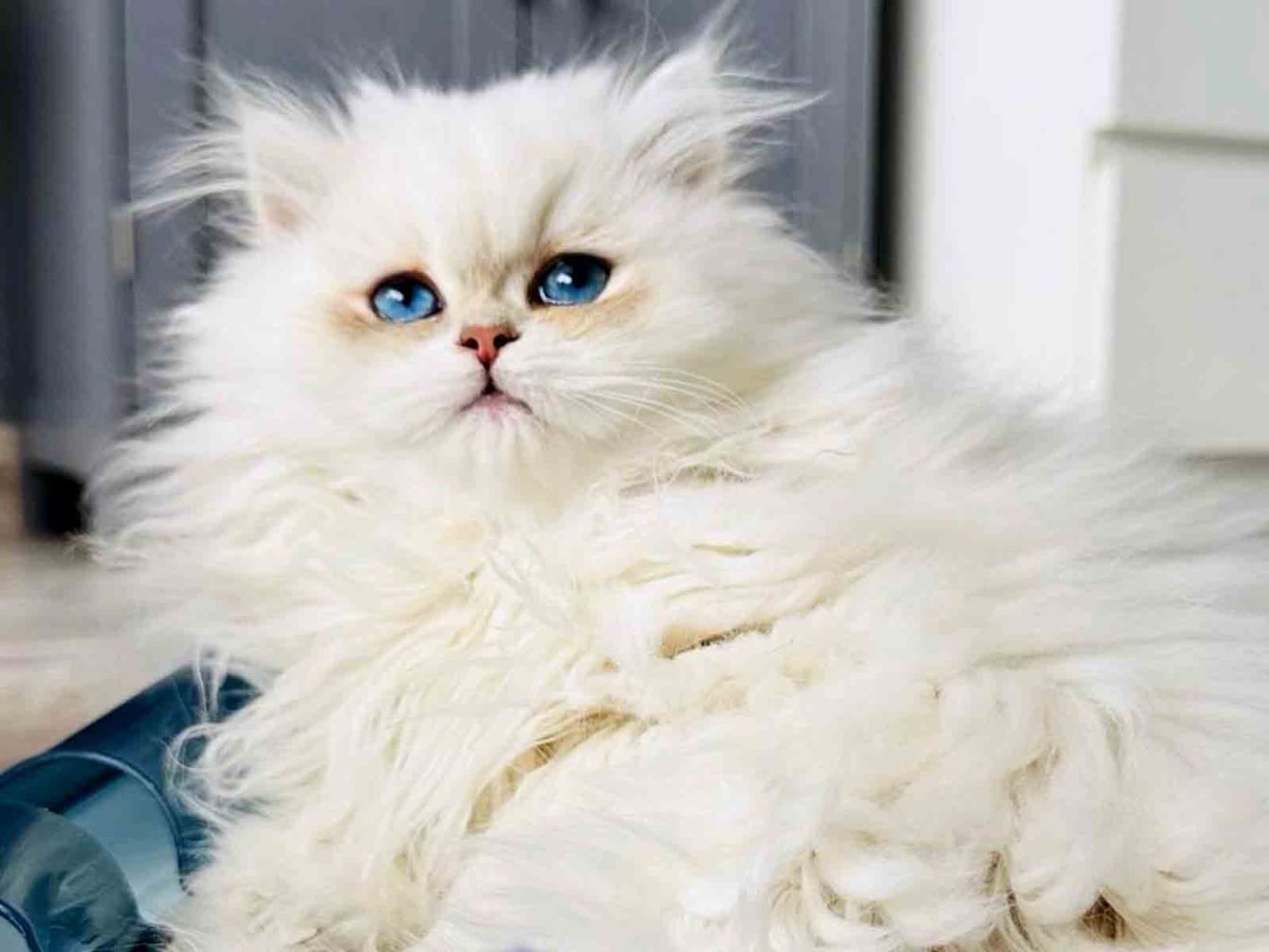 raza de gatos british longhair