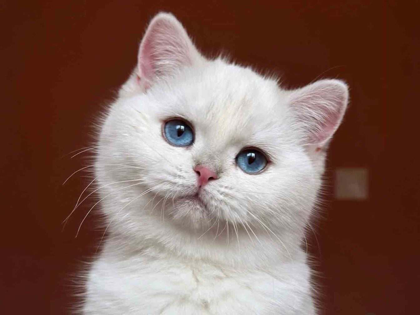 raza de gatos British Point