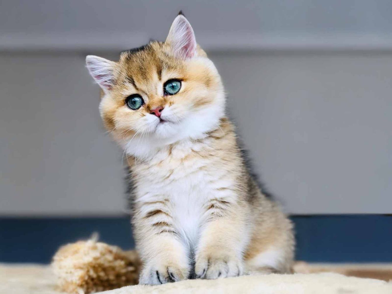 Gato British Shorthair Silver y Golden