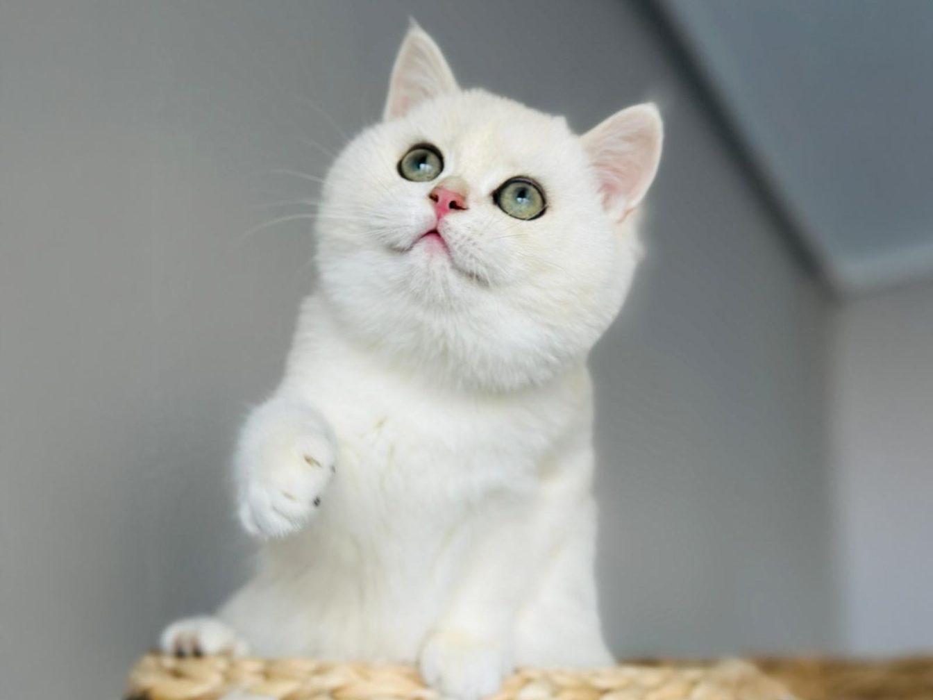 raza de gatos British Silver