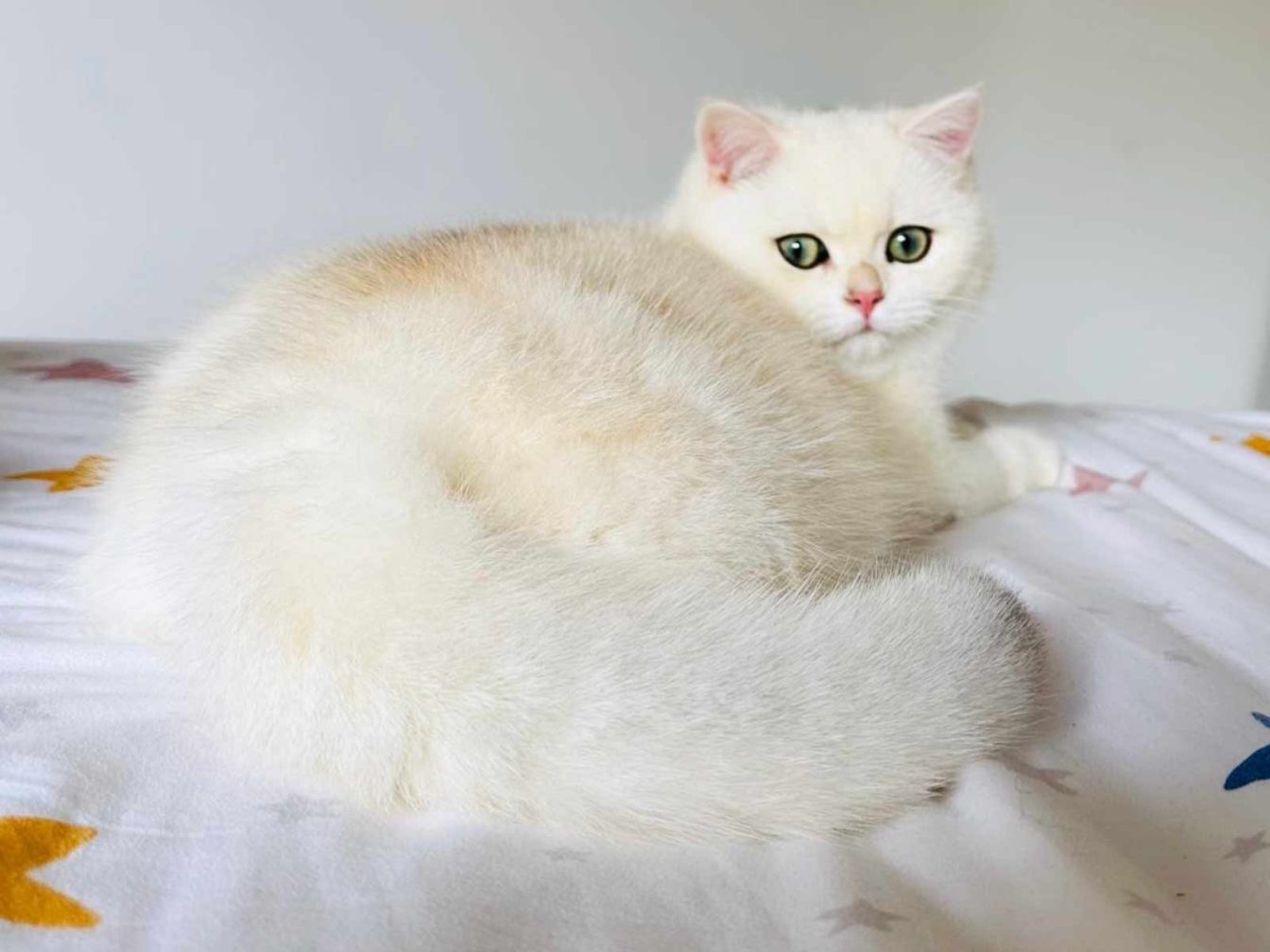 raza de gatos british sunshine