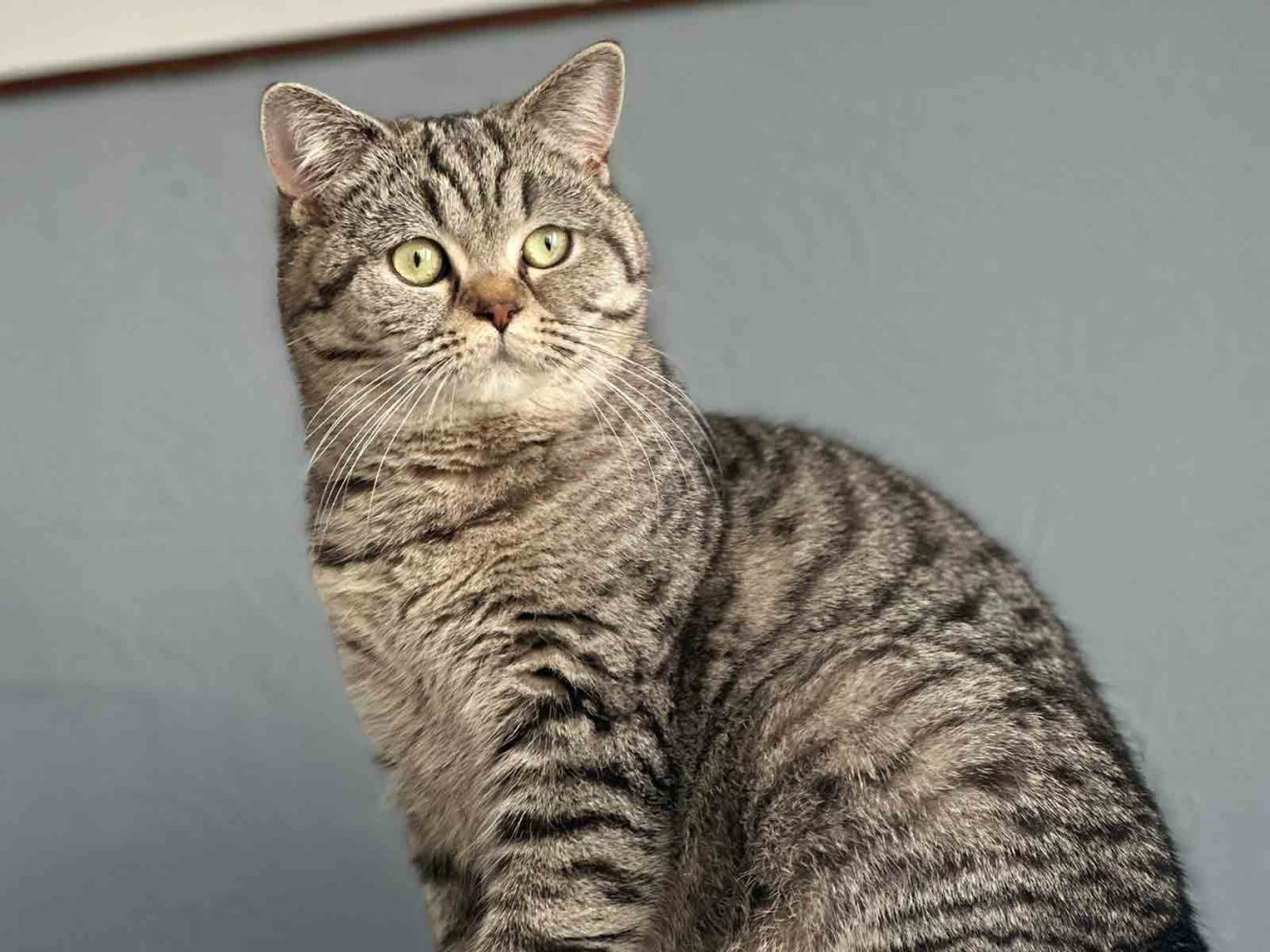 raza de gatos british tabby