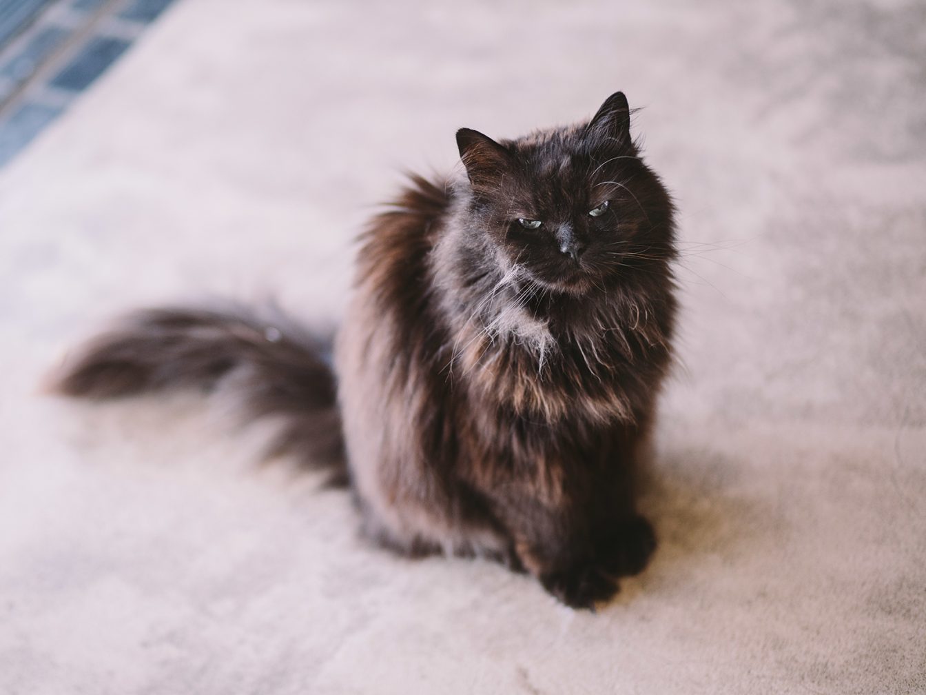 Gatos British color Chocolate