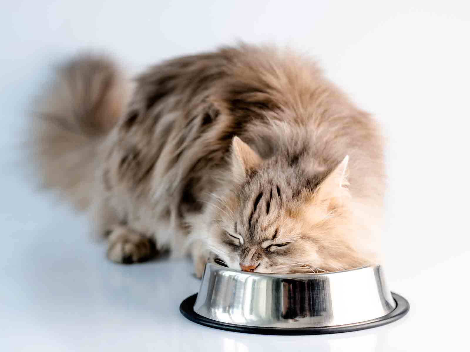 Alimentacion con dieta de los gatos British-longhair Alimentacion con dieta de los gatos British-longhair