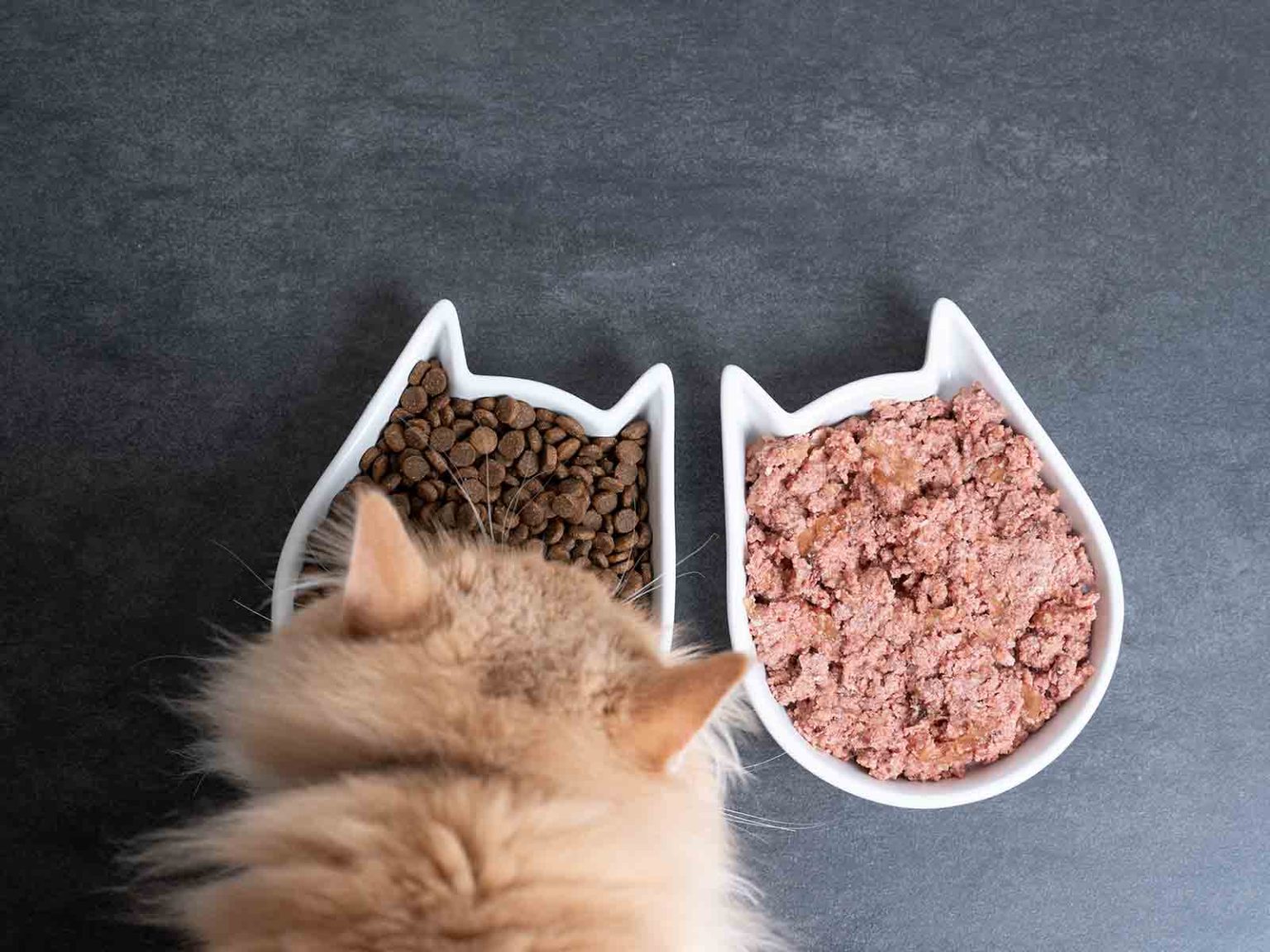 Nutrientes especiales en la alimentación de los gatos British longhair