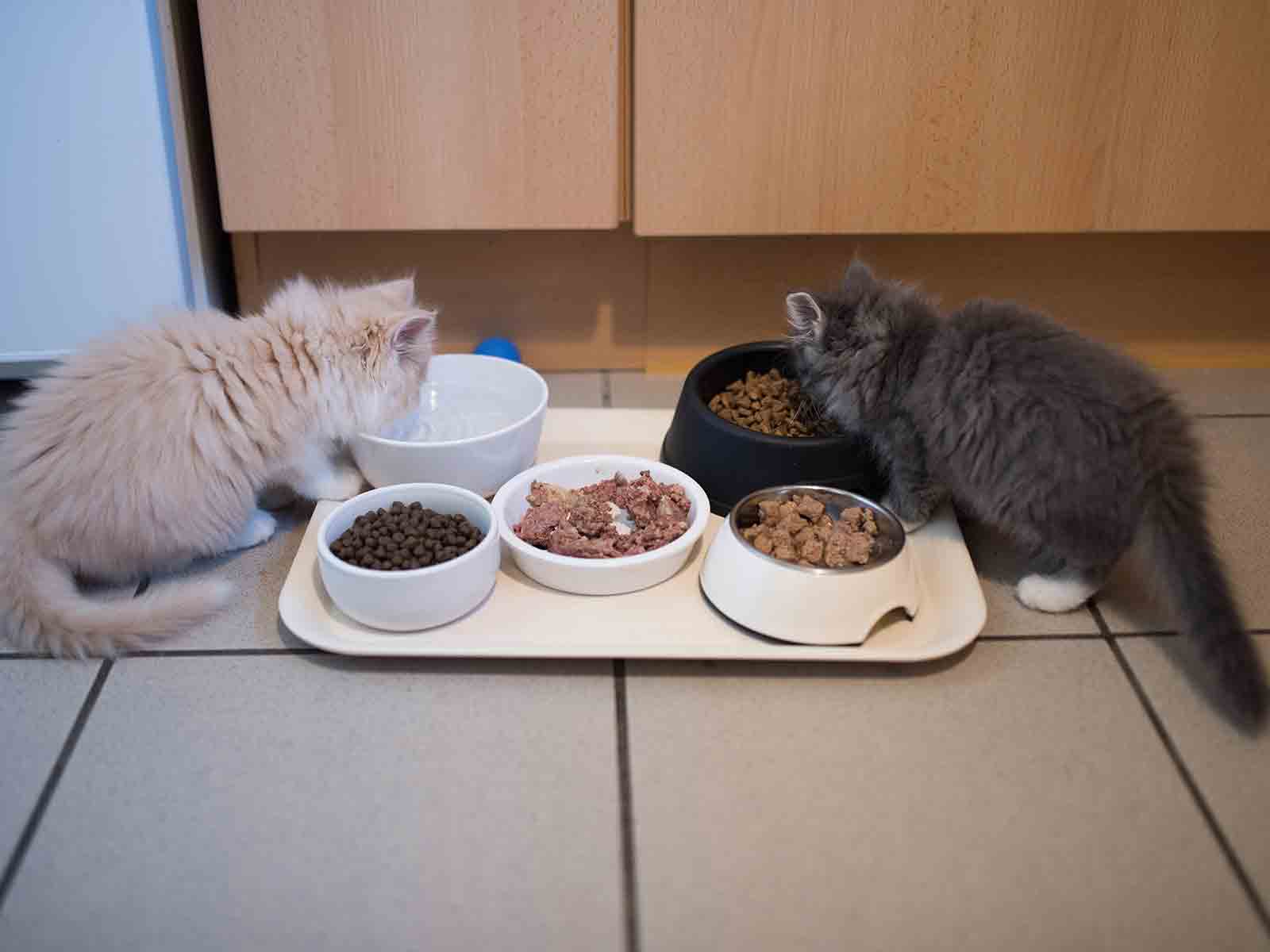 Alimentación de gatos British Longhair Alimentación de gatos British Longhair