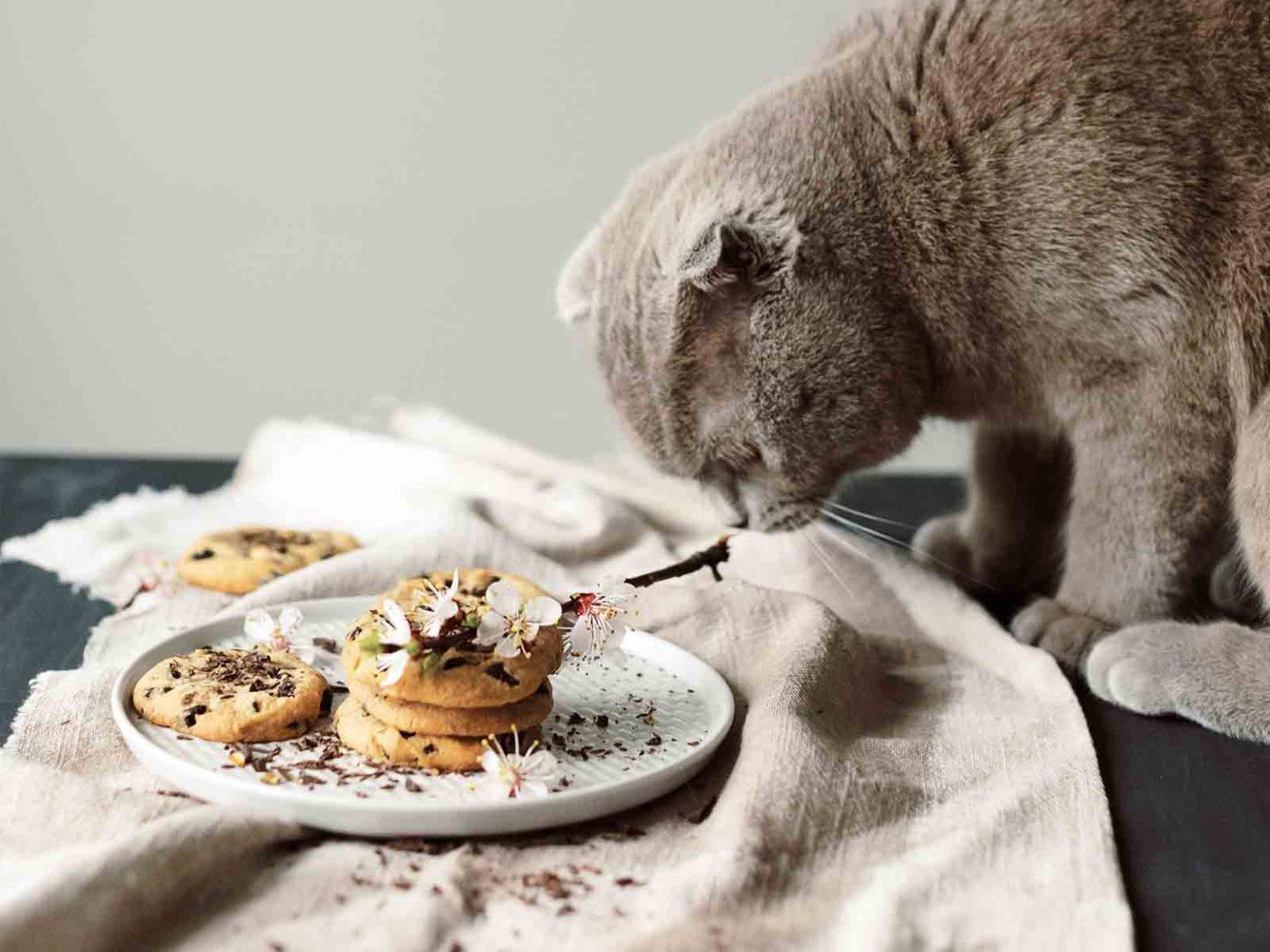 Alimentos no aptos para gatos British Shorthair