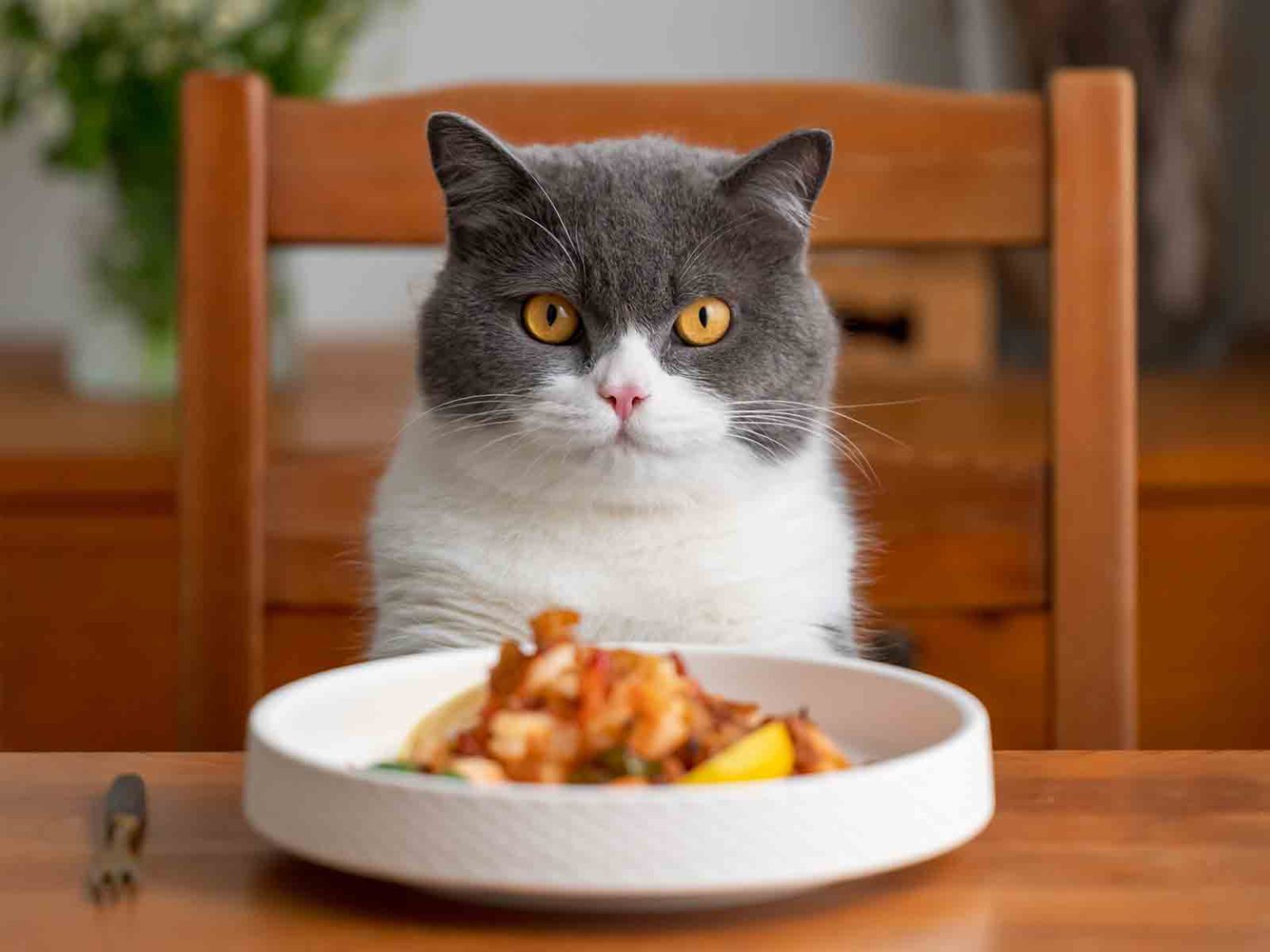 Cantidad de alimento para gatos british