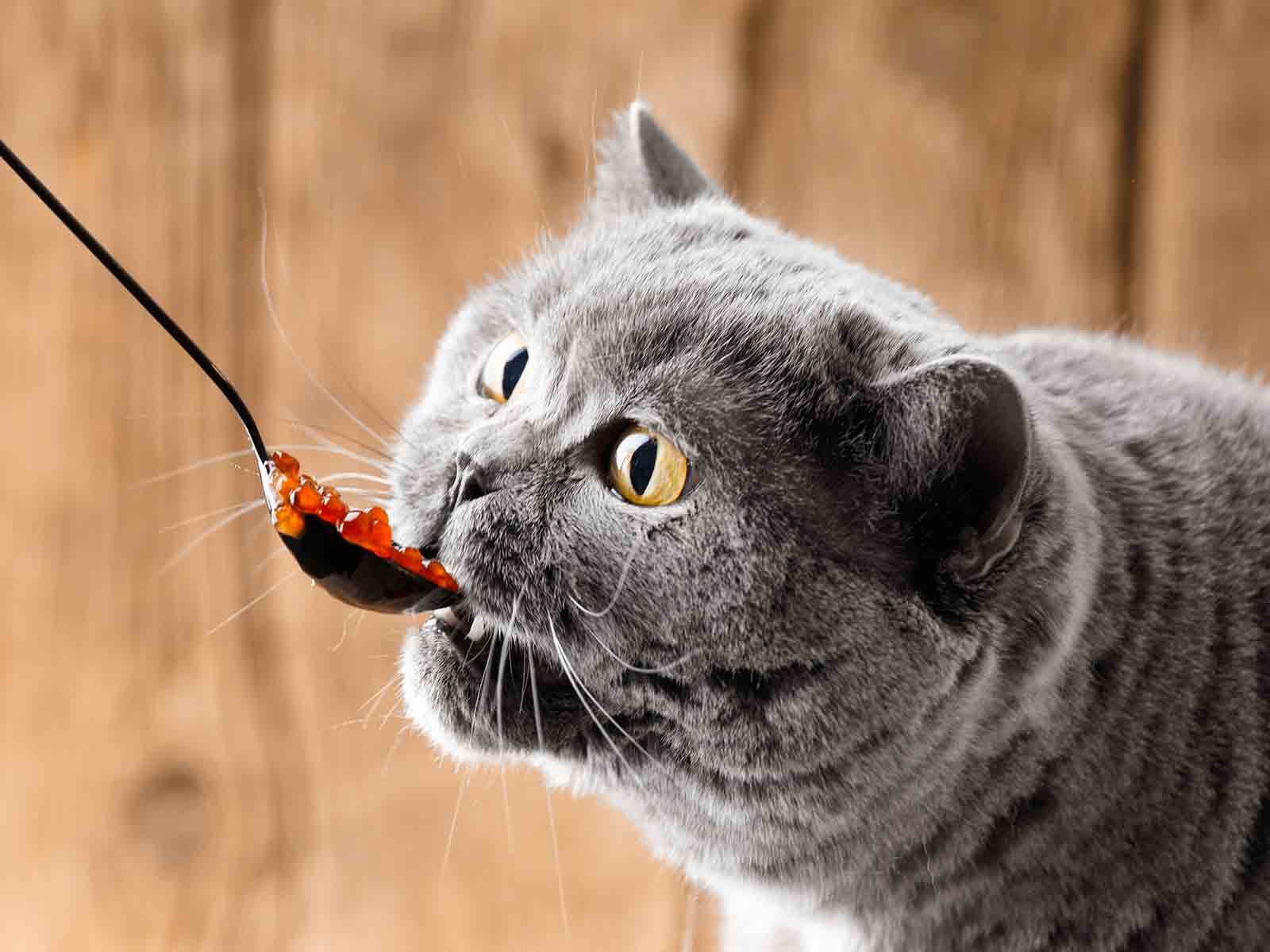 Consejos de alimentación para gatos British Shorthair Consejos de alimentación para gatos British Shorthair