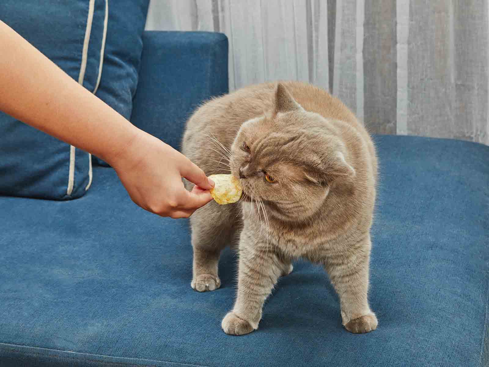 Problemas de alimentación en gatos British Shorthair Problemas de alimentación en gatos British Shorthair