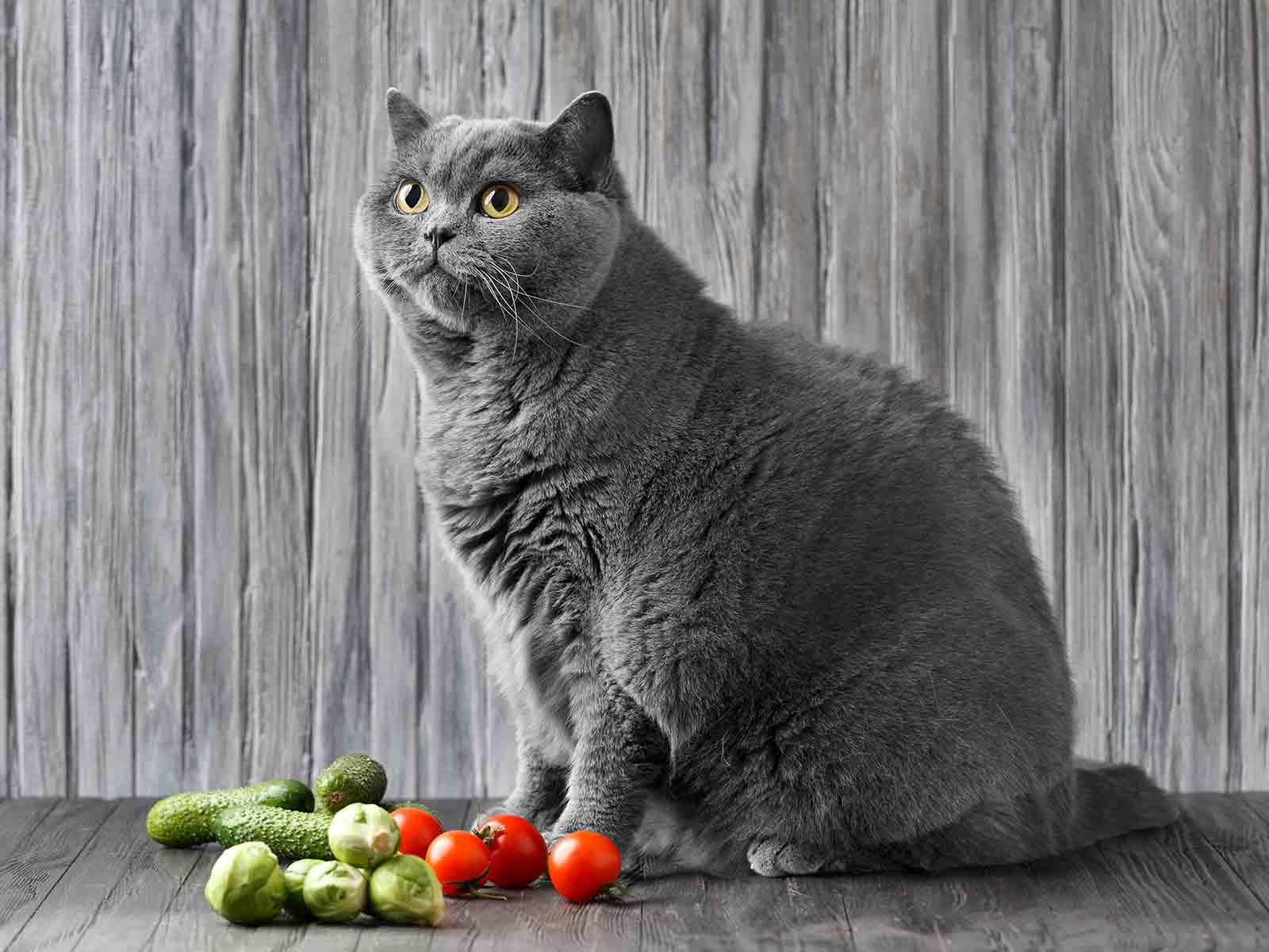 Alimentación para gatos british shorthair Alimentación para gatos british shorthair