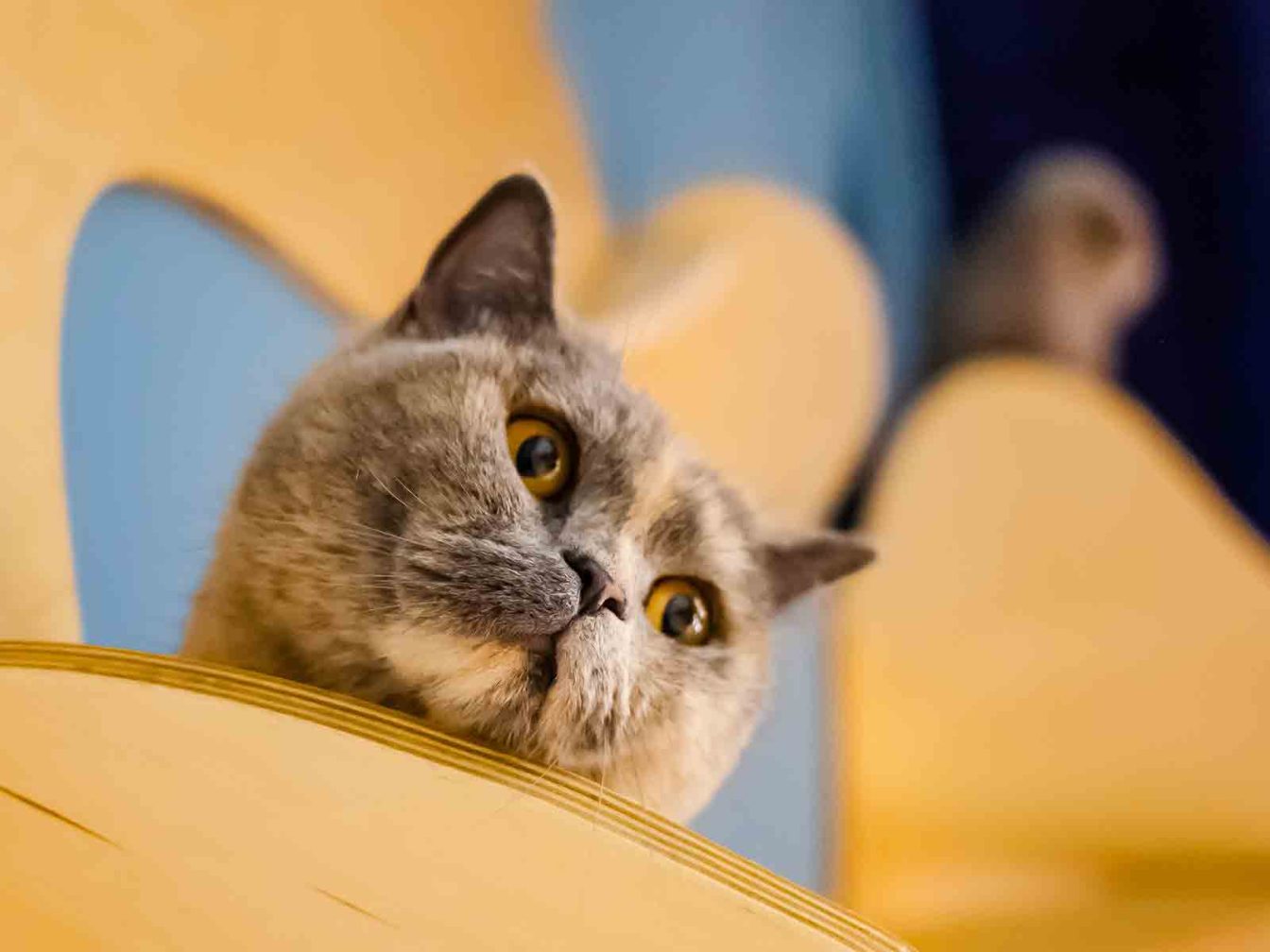 Gato British Shorthair Bicolor