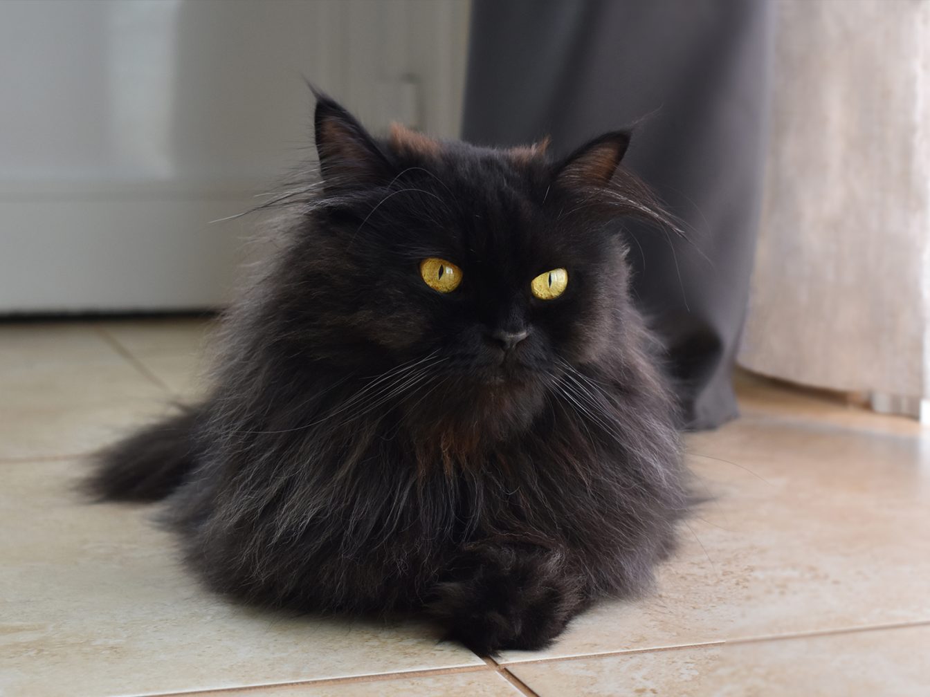 Gatos British Color Negro