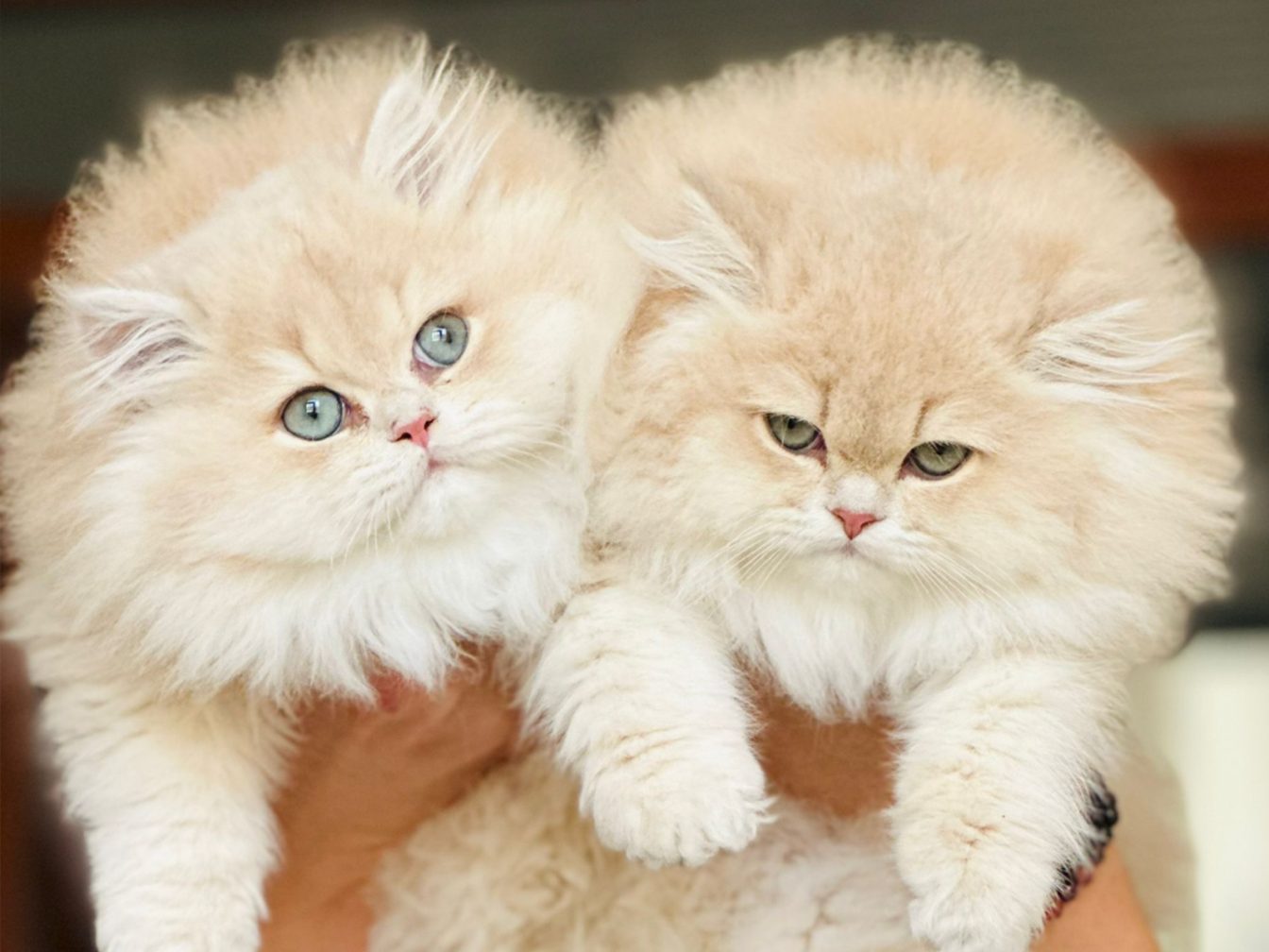 Gatos British longhair color crema