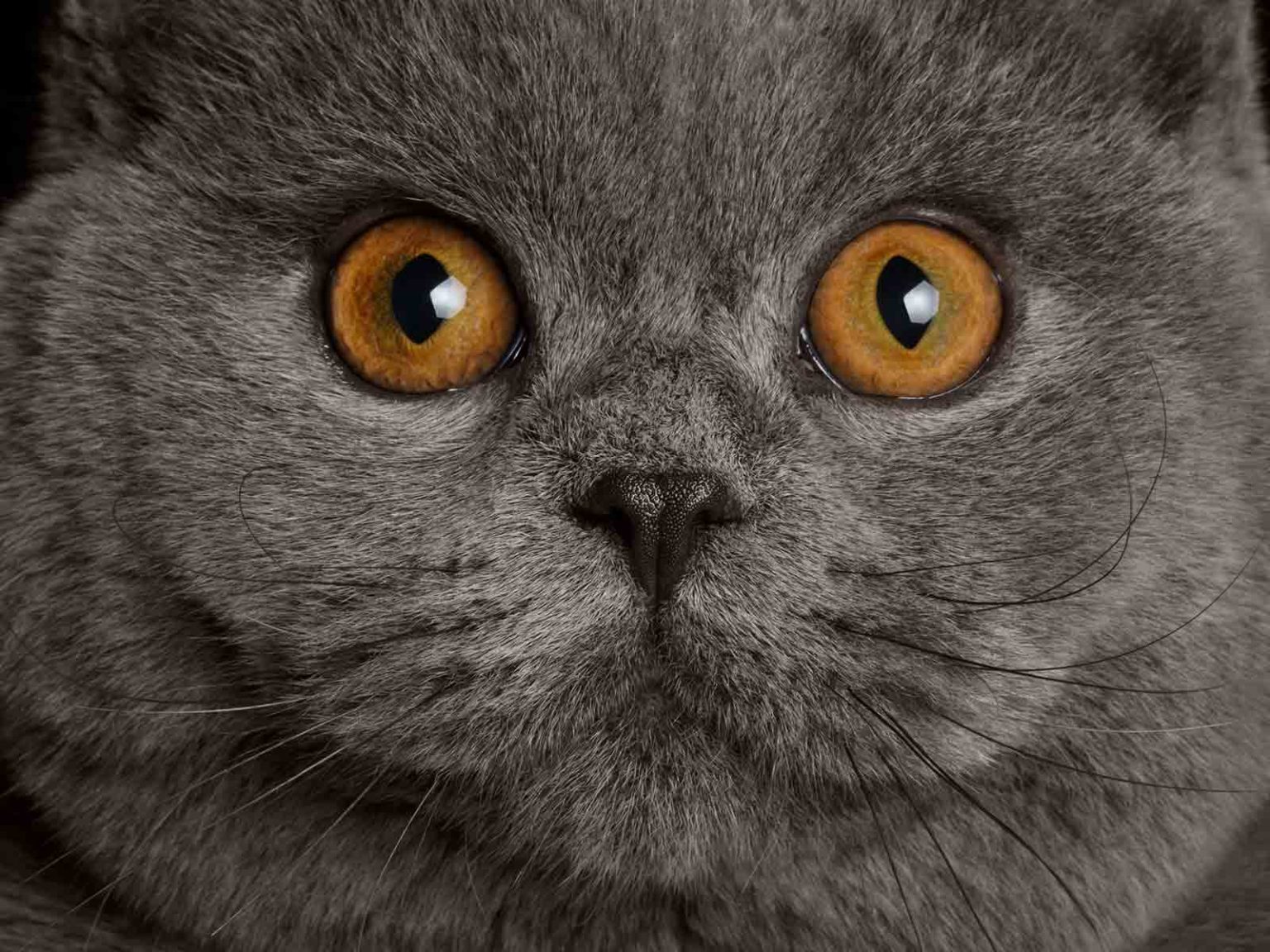 Historia y origen del gato británico de pelo corto