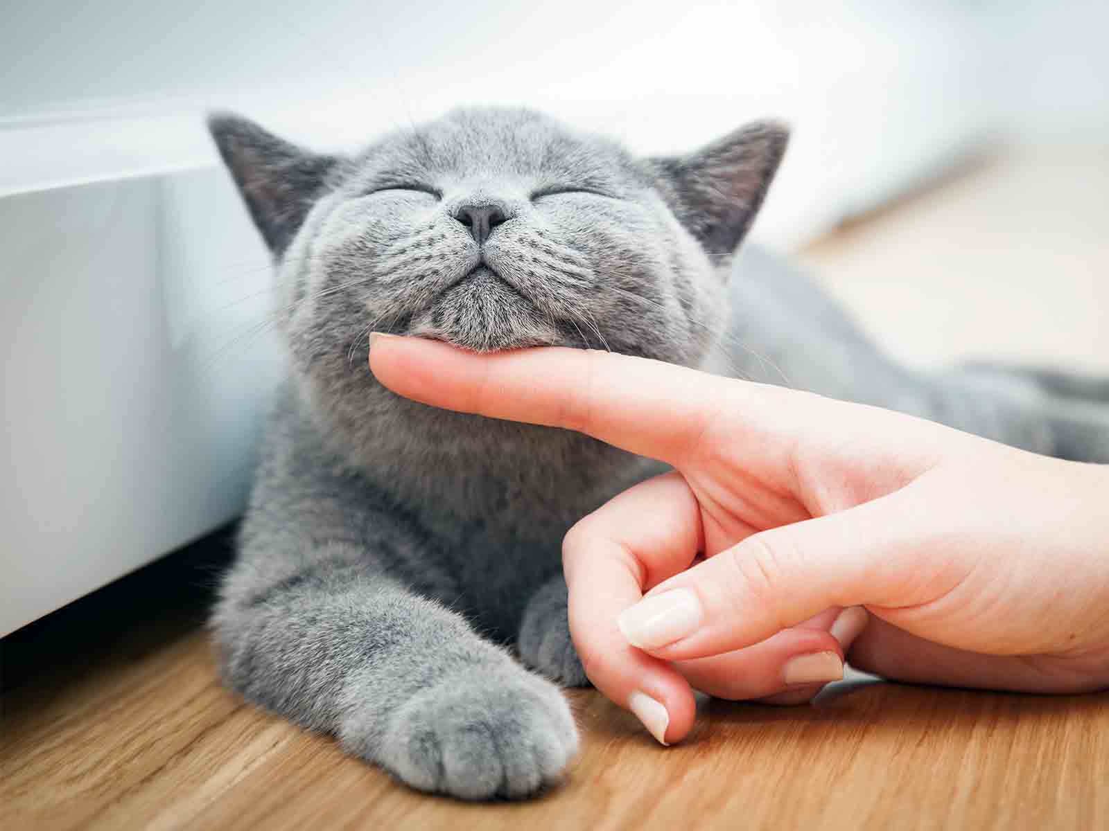 Carácter según el color del gato british shorthair Carácter según el color del gato british shorthair