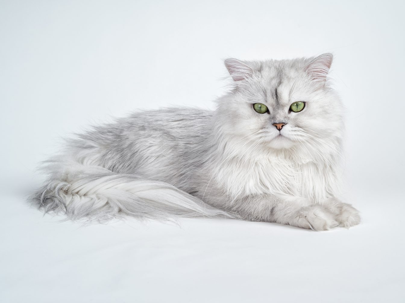 Gato British Longhair color Silver